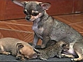 ChihuahuaAdopts2RejectedKittens