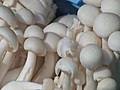 MushroomLoversDayOut