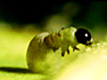 GrowingUpButterfly