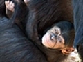 BabyChimpanzeeSule