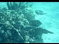 UnderwaterVideoPostProcessing3StoplightParrotFishClipOriginalthenFinished