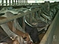 CattleexportsbannedtoIndonesia