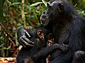 ChimpanzeeTrailerNo1