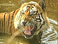 Tigerpopulationestimateat1706upby295