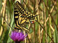 Spottingswallowtails