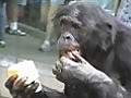 BonoboIceTreatFrenzy