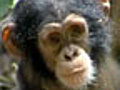 ChimpanzeeTrailer