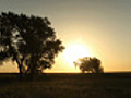 SunriseBehindTreesonthePrairieTimelapse