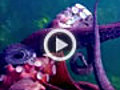 OctopusStealsVideoCameraExplained