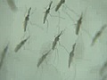 Accidentalfindheraldsnewweaponinwaronmosquitos