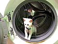 WashMachineKitty
