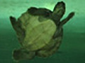 Breedinghopeforendangeredturtle