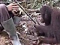 Orangutansshowtalentformime