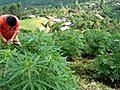 MarijuanabloomsinColombiasmountainfarms