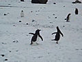 Pinguiniisementininforma