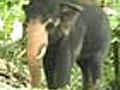 Keralatocurbelephantpopulation