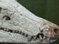 FossilOfPrehistoricCrocodileFoundvideo