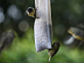 goldfinchesfighting