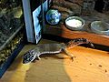 Indicatheloepardgecko