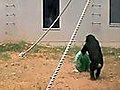 ChimpanzeeProblemSolvingbyCooperation