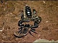 ManLivesWith4600Scorpions