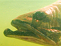 TacklingaGiantFish