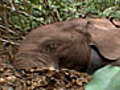 ElephantatRisk