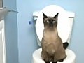 ToiletTrainYourCat