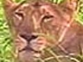 ThreelionspoachedinGirSanctuary