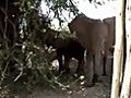 ElephantOutsideOurRoomAtRoyalZambeziLodgeCampOnSafariInLowerZambeziNationalParkZambiaSafari