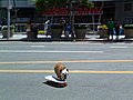 skateboardingdog