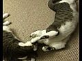 Catskissinglovingfighting