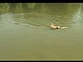 americanstaffordshireterrierswimming