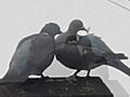 PigeonsTrueLove