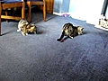CatsPlayingwithlaser