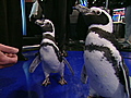 PenguinsCrashCNNNewsroom