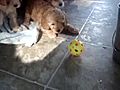 Puppiesfirstballgame