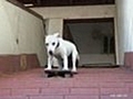 SkateboardingDog