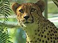 CheetahUltrasoundatTheSafariPark