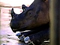 RhinoSanctuary