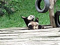 Pandabailando