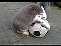 RabbitsLoveFootball