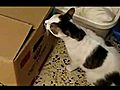 KittenSurpriseBox