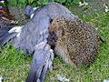 Hedgehogfeeding