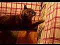 KittyappprankAFVcontestvideo