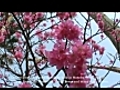 CherryBlossominOkinawaKanhizakuraFormosanCherry