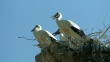 Youngstorks