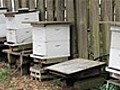 BeekeepingBasicsEquipmentForBeginners