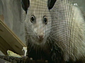 Rattingoutcrosseyedpossum