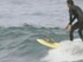 SurfingDuck